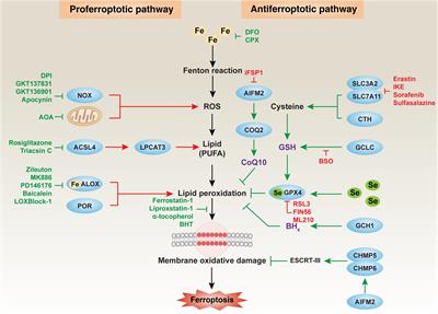 Oxidative Damage and Antioxidant Defense in Ferroptosis